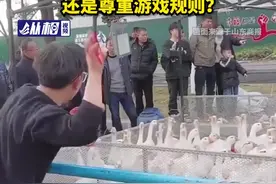 男子套圈套中十几只大鹅引热议，是适可而止？还是尊重游戏规则？图片