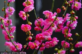 冬日赏花，京城这些好去处值得打卡图片