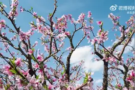 平谷很中国视频封面