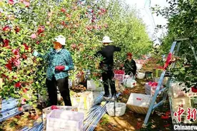 （身边的变化）从田间到世界 看黄土高原上一颗苹果的蝶变图片