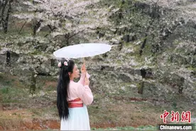 贵州贵安新区樱花园：落英缤纷引游人图片