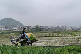 平和霞寨：现代科技“显身手”，智能插秧助生产图片