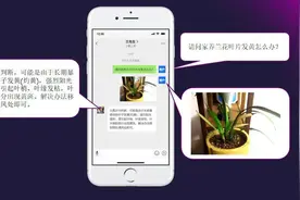 关于兰花的一切，问他就对了！全国首个“花AI”在肇庆诞生图片