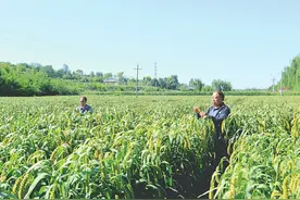 秋风拂太行 谷子笑弯腰图片