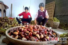 湖北通城：万亩板栗获丰收图片
