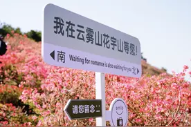 黄陂万亩野生杜鹃盛绽 游客赴春日浪漫之约图片