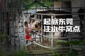 暗访调查｜起底东莞注水牛窝点：活牛插管灌水入胃，流入正规屠宰场视频封面
