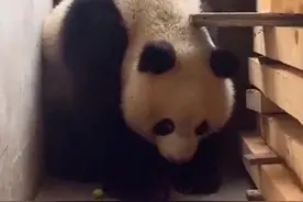 陕西一野生大熊猫上门躲雨，网友：来我家！图片