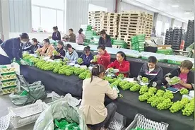 出口量从10吨增加到6000吨 陕西“阳光玫瑰”缘何热销东南亚？图片