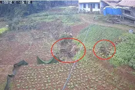 四川遂宁城郊发现三只野猪？官方：非纯种野生野猪，正在开展搜寻图片