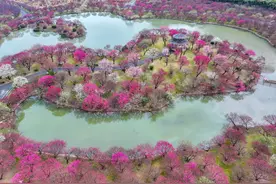 浙江长兴：梅花盛开迎客来图片