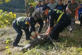 云南一310斤鳄鱼铁笼脱逃后被击毙，村民：不是野生鳄鱼，它跑不快，没感到害怕图片