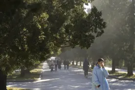 焦点｜涕泪横流，都是柏树惹的“祸”？图片