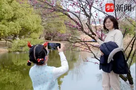 镇江金山：春节退场， 春梅绽放图片