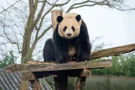 旅比大熊猫幼仔“天宝”“宝弟”“宝妹”平安抵达成都图片