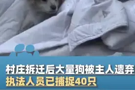 村庄拆迁后现大量流浪狗 执法人员已捕捉40只图片
