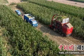 河北定兴49.7万亩玉米迎丰收图片