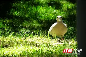 绿草茵茵的盛夏，我按下快门定格了瞬间图片
