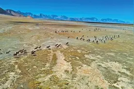祁连山发现大种群藏野驴图片