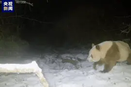 宝中之宝！秦岭已发现11次野生棕色大熊猫图片