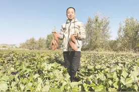 烟台优品 | 这里的“红薯”可以喝！把“烟薯25”做成益生菌饮料，受到市场热捧图片