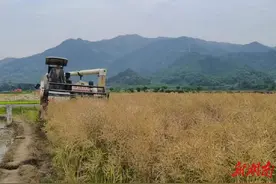 油菜喜丰收图片