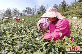 杭州富阳：高山之上采茶炒茶忙图片