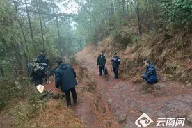 深山搜救走失老人  这只警犬才1岁就立功了图片