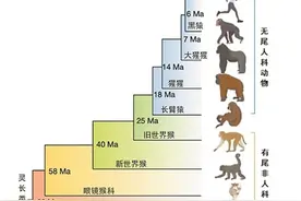 人与猿类是如何在进化中“甩掉”尾巴的图片