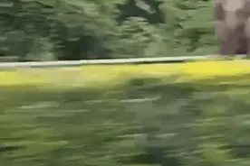 假期闲不住？野象出游，组团上高速图片