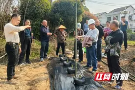 桃江县大栗港镇：开展葛根种植培训 激活乡村振兴新引擎图片