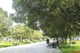 八月十五桂花香？中秋已过四川多地桂花仍未开 专家：因持续高温，桂花树处休眠状态图片