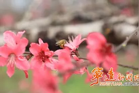 宁远：桃花朵朵开游人翩翩来图片