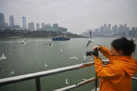重庆多地可打卡红嘴鸥！看看哪里“鸥”气最足图片