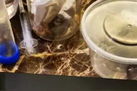 海南发现爬行动物新记录种半叶趾虎图片