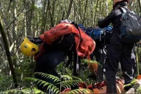 中国台湾一20人登山团遇虎头蜂袭击，11人被蛰伤，其中2人不治身亡图片