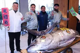 超2亿日元拍下一条金枪鱼，日本餐饮名企表示这意味着好运图片