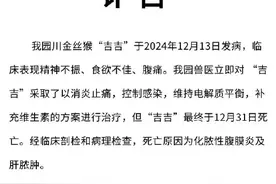 重庆动物园金丝猴吉吉因病死亡图片