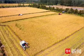 江苏邳州：金秋农事忙 处处好“丰”景图片
