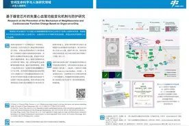人体器官芯片新进展，东南大学团队公布两项研究成果图片