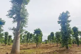 广东人种的猴面包树果实比非洲还大图片