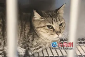 150多只流浪猫等你来领养图片