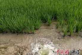 杭州：机埠升级解渴千亩农田图片
