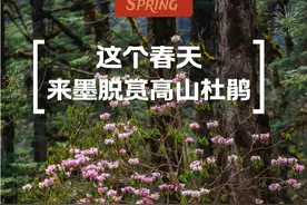 墨脱高山杜鹃：林芝春天的第一场花海之约图片