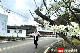 春风花又开！四川省第二批天府旅游名村——宜宾筠连春风村开启李花季图片