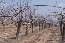 焦点访谈｜产业兴，百业兴！特色产业托起乡村振兴路图片