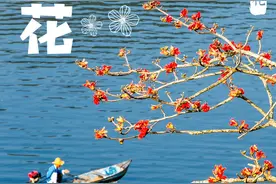 来海南，看看春天的“小花招”图片