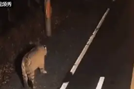 深夜，“大猫”大摇大摆出街！监控曝光图片
