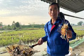 稻虾产业环线成热门打卡点，这个四川小镇因何招徕游客图片