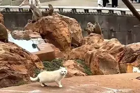“猴猫共处”事件引发关注 昆明动物园：猴群与猫一直和睦相处图片
